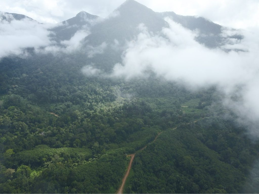 Hutan Produksi dan Pihak-Pihak yang Boleh Mengelolanya di Indonesia
