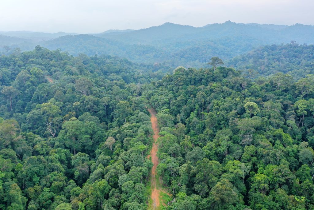 Apa Itu Program Hutan Lestari?