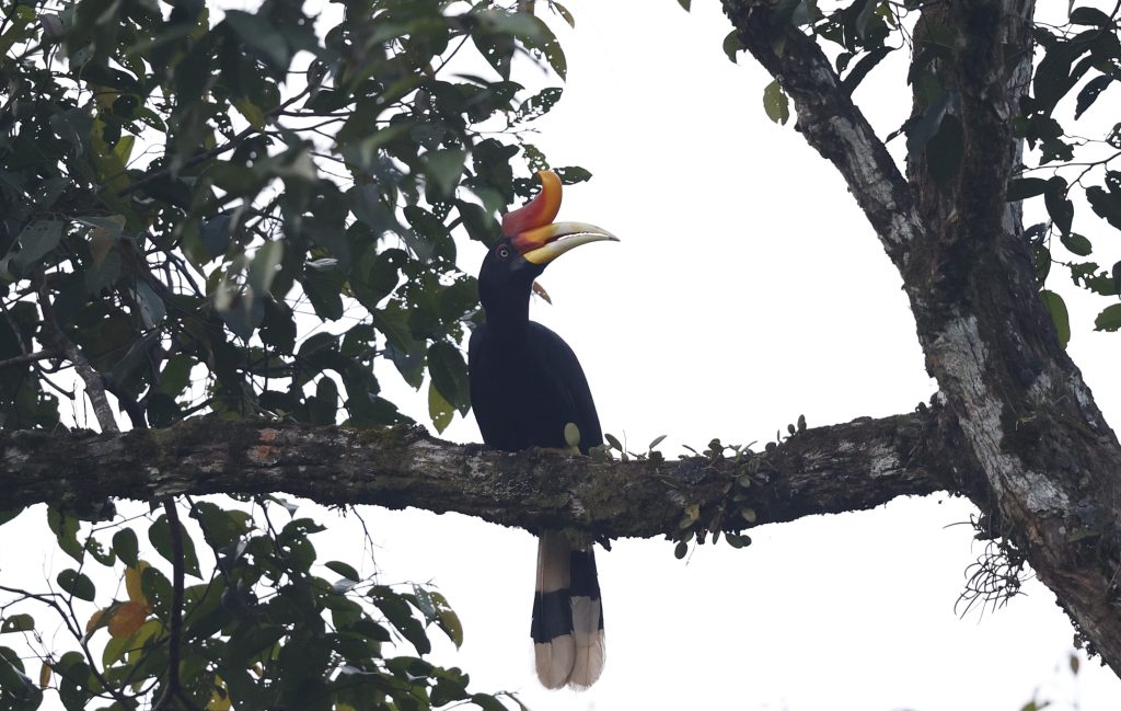 Keanekaragaman Satwa Avifauna (Burung) di Wilayah Hutan Produksi PT WBPU